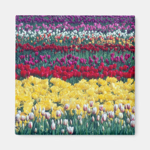Imã jardim de tulipas em exibição no condado de Skagit