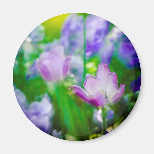 Imã Jardim de tulipas, Giverny, França (Frente)