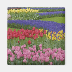 Imã Jardim de tulipas, jacintos e
