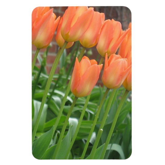 Ímã Jardim de Tulipas Laranja (Vertical)