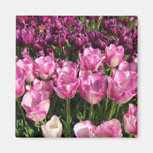Imã Jardim de Tulipas Púrpura e Rosa, Oregon