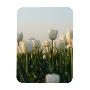 Ímã Jardim de Tulipas Vermelhas e Brancas Vibrantes Fo