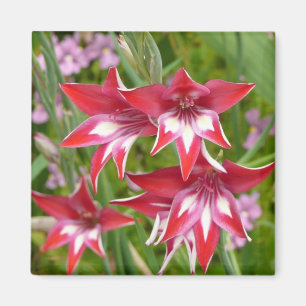 Imã Jardim de Verão de Gladiolas Vermelhas e Brancas