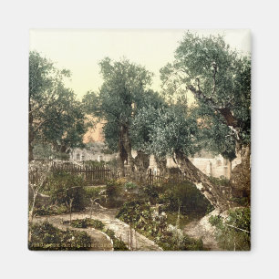 Imã Jardim do vintage de Gethsemane Jerusalem Israel