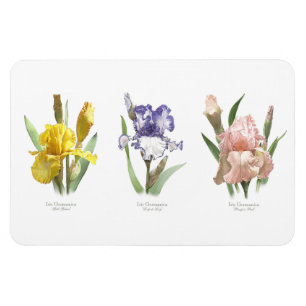 Ímã Jardim Flor da Íris