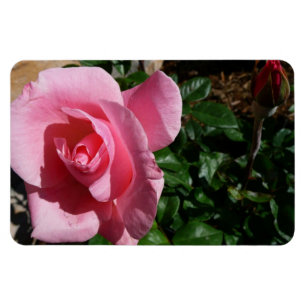 Ímã Jardim Floral de Rosa Rosa e Broto