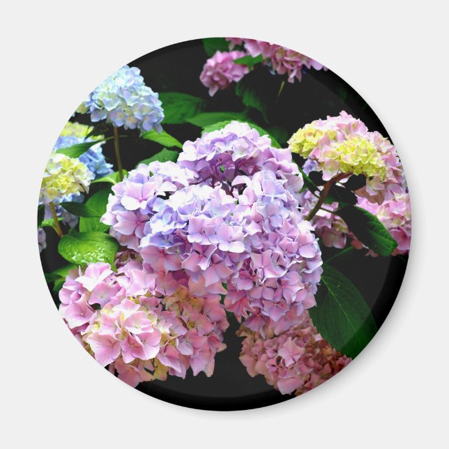 Imã Jardim Hydrangea, rosa, azul, floral roxo (Frente)