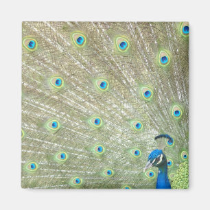 Imã Jardim zoológico de Joanesburgo, província de