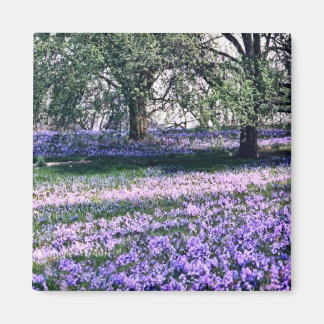 Imã Jardins Longwood em Primavera