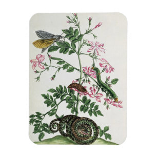 Ímã Jasmim: com cobra, traça, caterpiller e chrysal