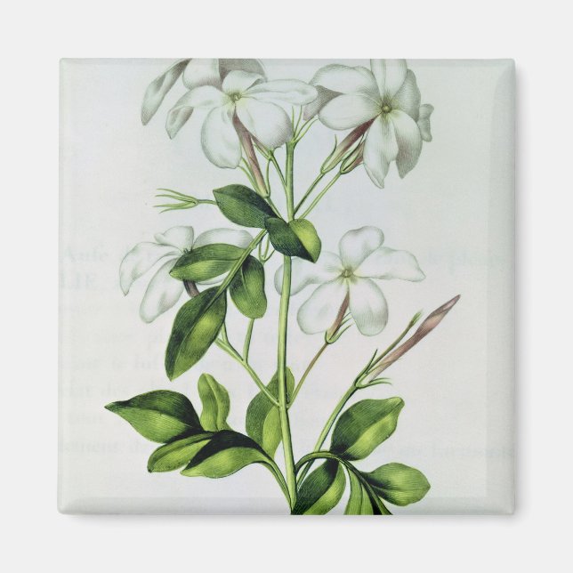 Imã Jasmine, de La Guirlande de Julie (Frente)