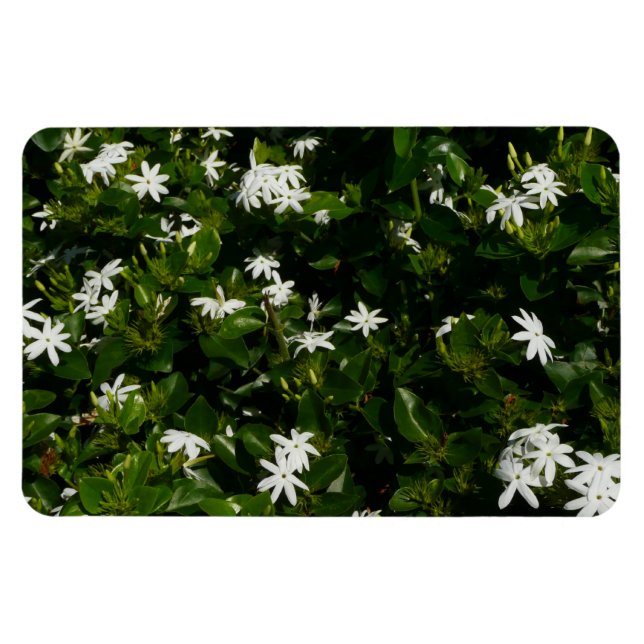 Ímã Jasmine Flowers Tropical Floral Botânica (Horizontal)