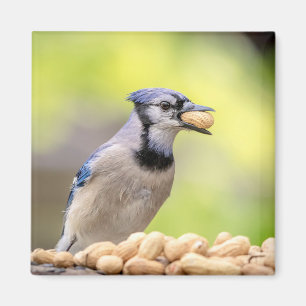 Imã Jay azul com amendoim