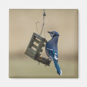 Imã Jay azul de balanço