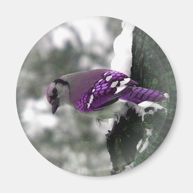 Imã Jay Bird Magnet (Frente)