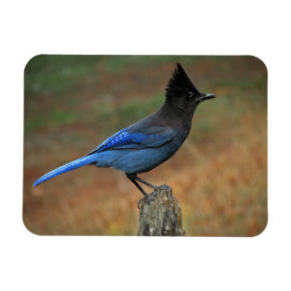 Ímã Jay de Steller (Cyanocitta stelleri)
