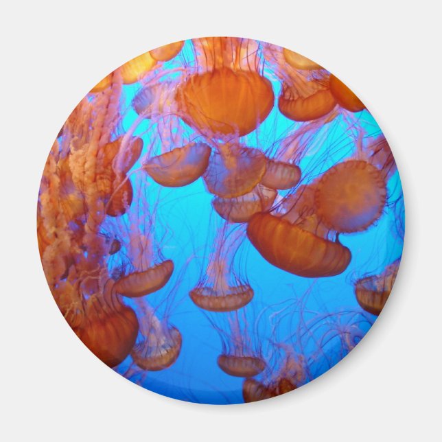 Imã Jellies Pile-Up Magnet (Frente)