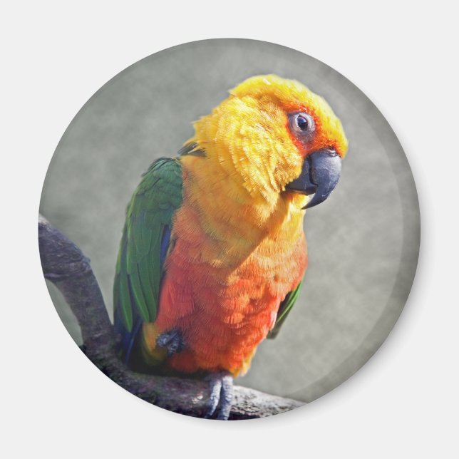 Imã Jenday Conure Magnet (Frente)