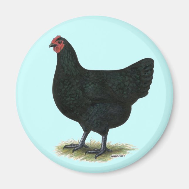Imã Jersey Giant: Black Hen (Frente)
