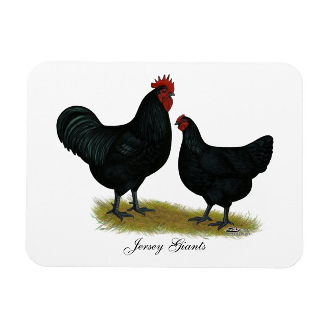 Ímã Jersey Giant Chickens (Horizontal)