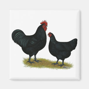 Imã Jersey Giant Chickens