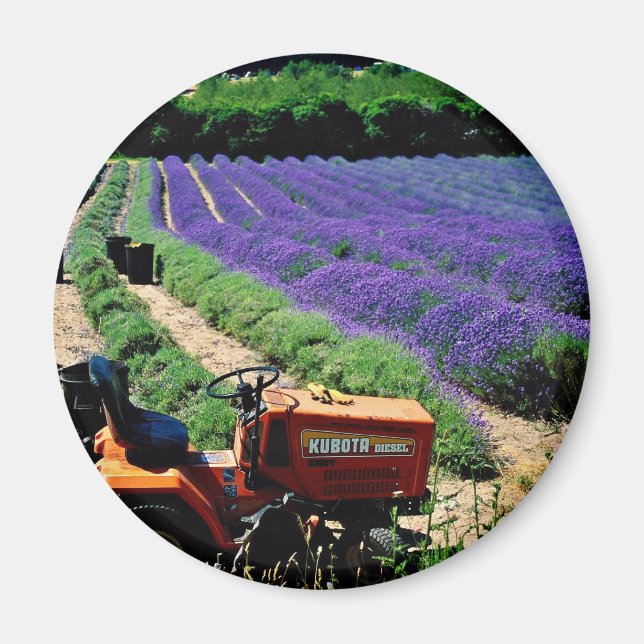 Imã Jersey lavanda fazenda, Jersey Channel Islands, En (Frente)