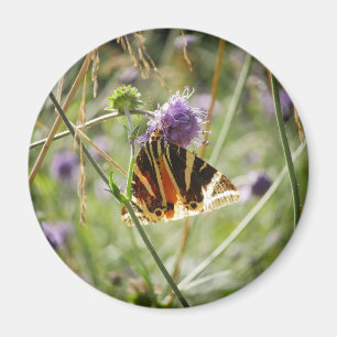 Imã Jersey Tiger Moth Magnet