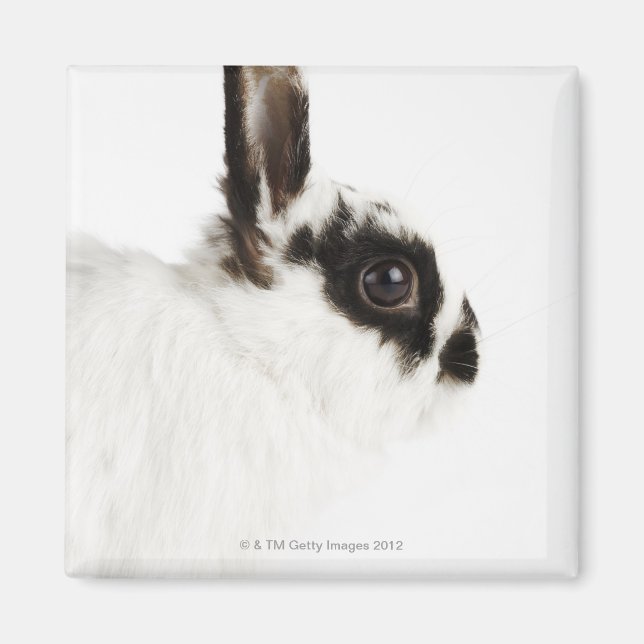 Imã Jersey Wooly Rabbit (Frente)