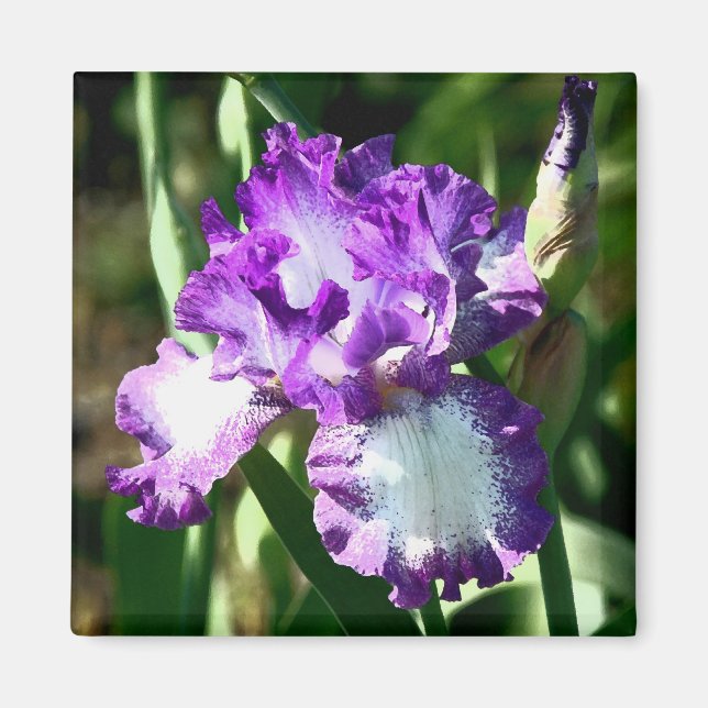 Imã Jessie's Song (Frente)