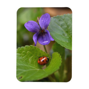 Ímã Joaninha em Flores de Violeta Doce