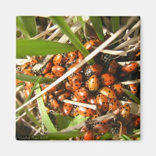 Imã Joaninhas (Coccinellidae)