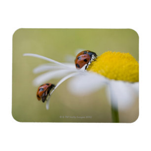 Ímã Joaninhas em uma margarida de oxeye, Biei,