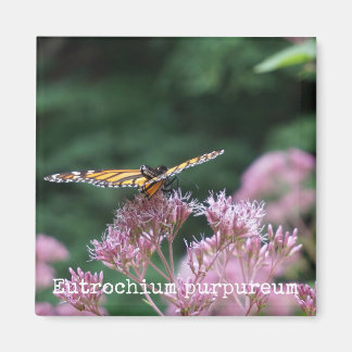 Imã Joe Pye Weed Magnet Botânico