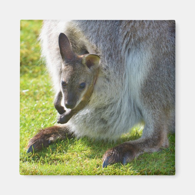 Imã Joey no bolso (Frente)