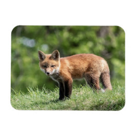 Ímã Jogo do Fox vermelho