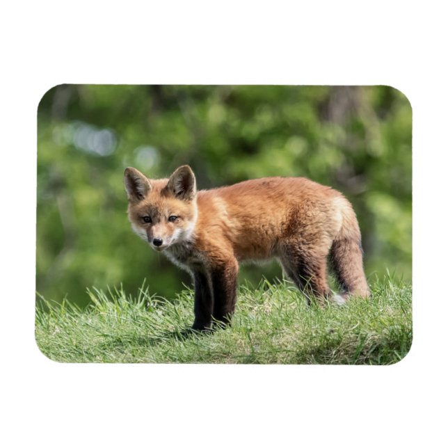 Ímã Jogo do Fox vermelho (Horizontal)