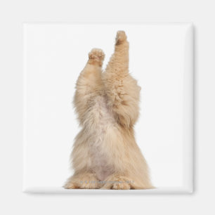 Imã Jogo do persa (3 anos velho)