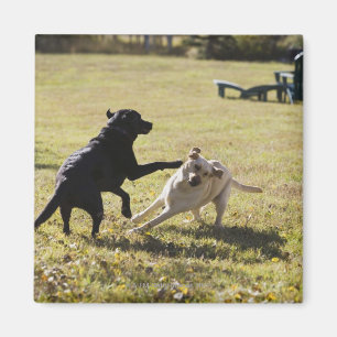 Imã Jogo dos cães