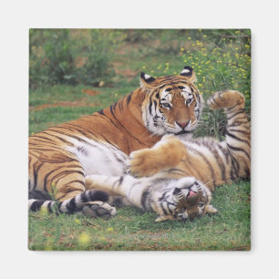 Imã Jogo dos tigres de Bengal