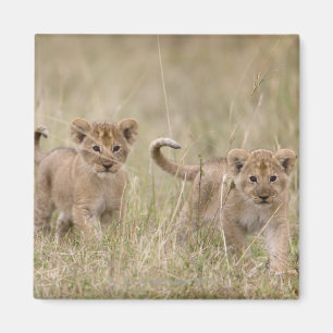 Imã 'Jogo Reserve de África, Kenya, Mara do Masai