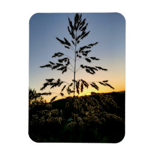 Ímã Johnson Grass