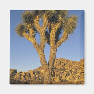 Imã Joshua Tree, Yucca brevifolia), e granito
