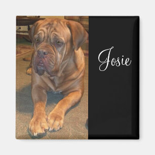 Imã Josie, a mastif. Alterar para o nome do seu mastif