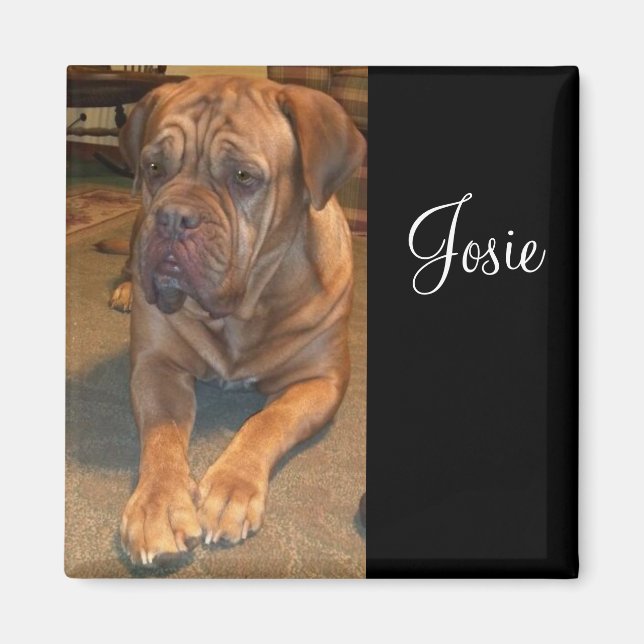 Imã Josie, a mastif. Alterar para o nome do seu mastif (Frente)