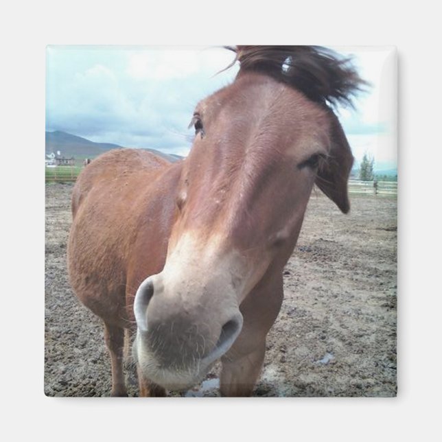 Imã Josie the Mule (Frente)