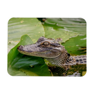 Ímã Jovem Alligator