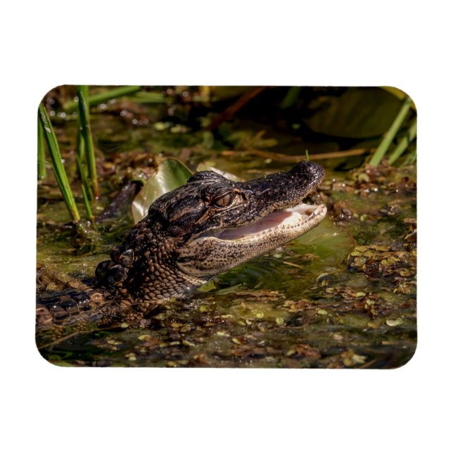 Ímã Jovem Alligator (Horizontal)
