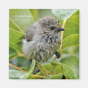 Imã Jovem Bushtit Mole e Bonita Songbird em Laurel