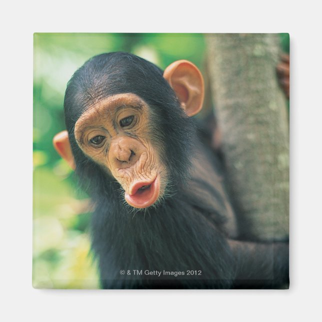 Imã Jovem Chimpanzé (Pan troglodytes) (Frente)