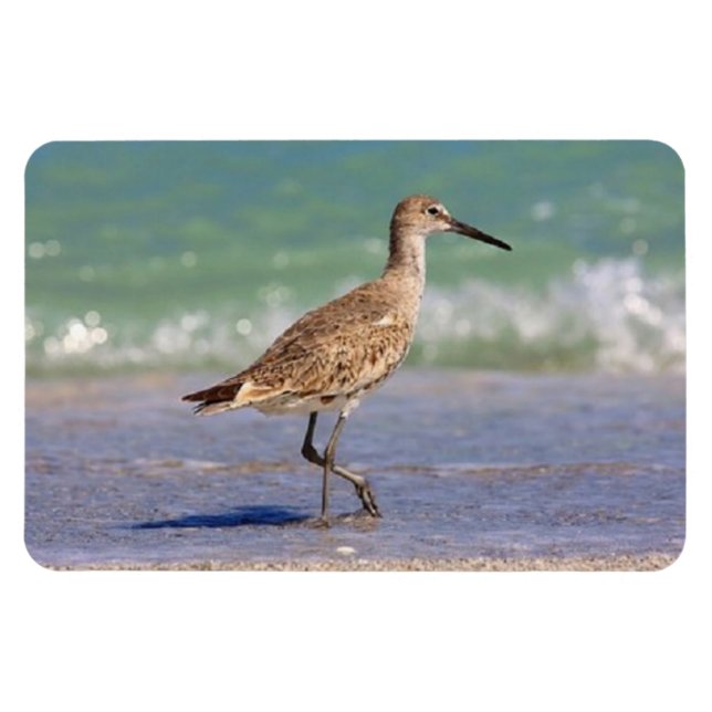 Ímã Jovem Curlew Shorebird no Flórida Beach Magnet (Horizontal)